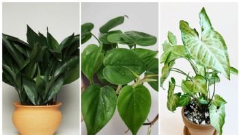 7 plantas que no necesitan de muchos cuidados y son la mejor opción para decorar tu hogar