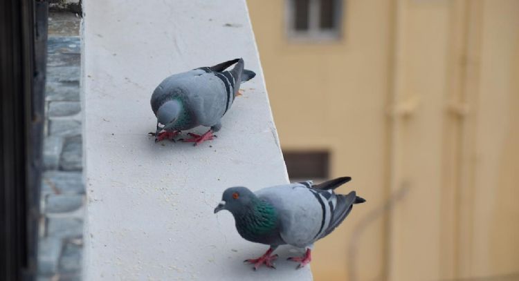 Dile adiós a las palomas en tu terraza y balcón con estas 5 plantas