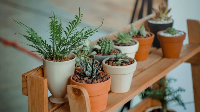 El secreto de los expertos en jardinería: las macetas juegan un papel determinante en tus plantas