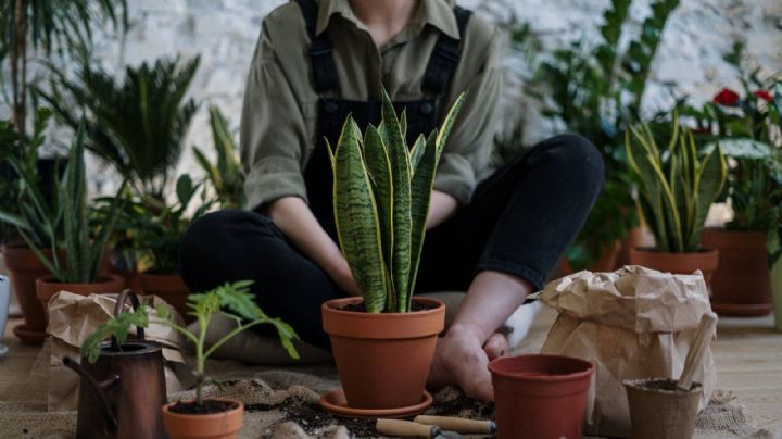 Multiplica tus plantas con una guía básica de jardinería: cómo hacer esquejes de forma fácil