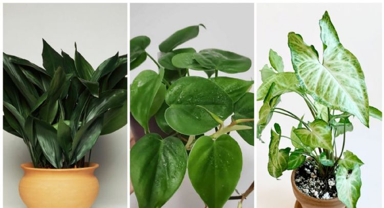 7 plantas que no necesitan de muchos cuidados y son la mejor opción para decorar tu hogar